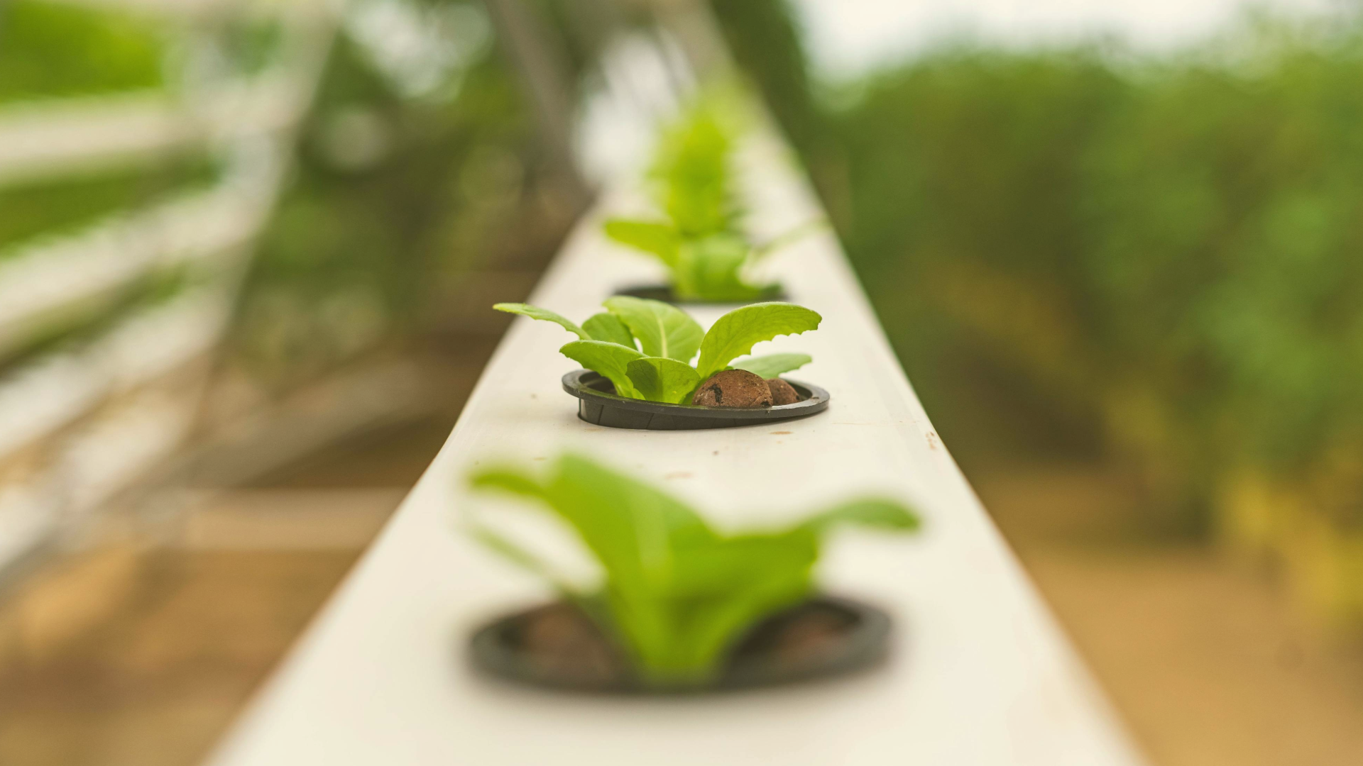 IMAGEM COM TROCOS DE PLANTA EM VASOS